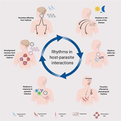 The Complex Interplay of Parasites, Their Hosts, and Circadian Clocks